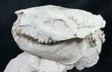 Superb Fossil Oreodont Skull With Vertebrae #8853-3